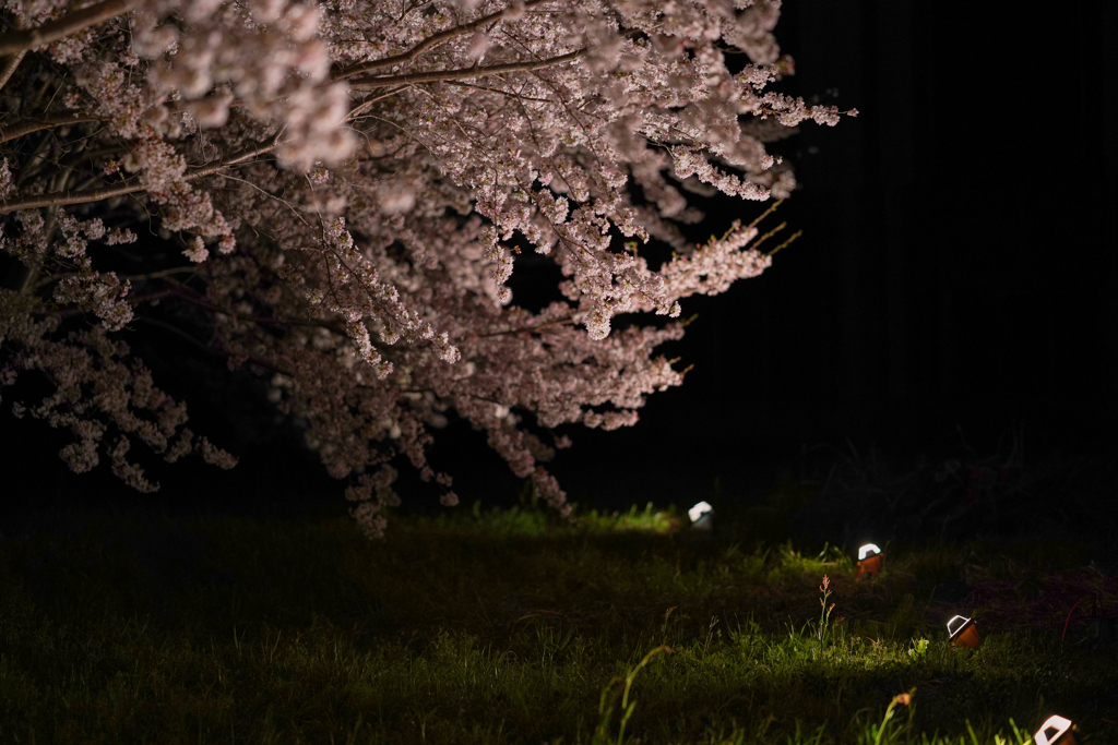 夜桜ライトアップ