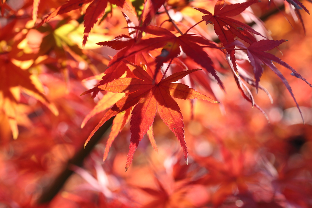 紅葉