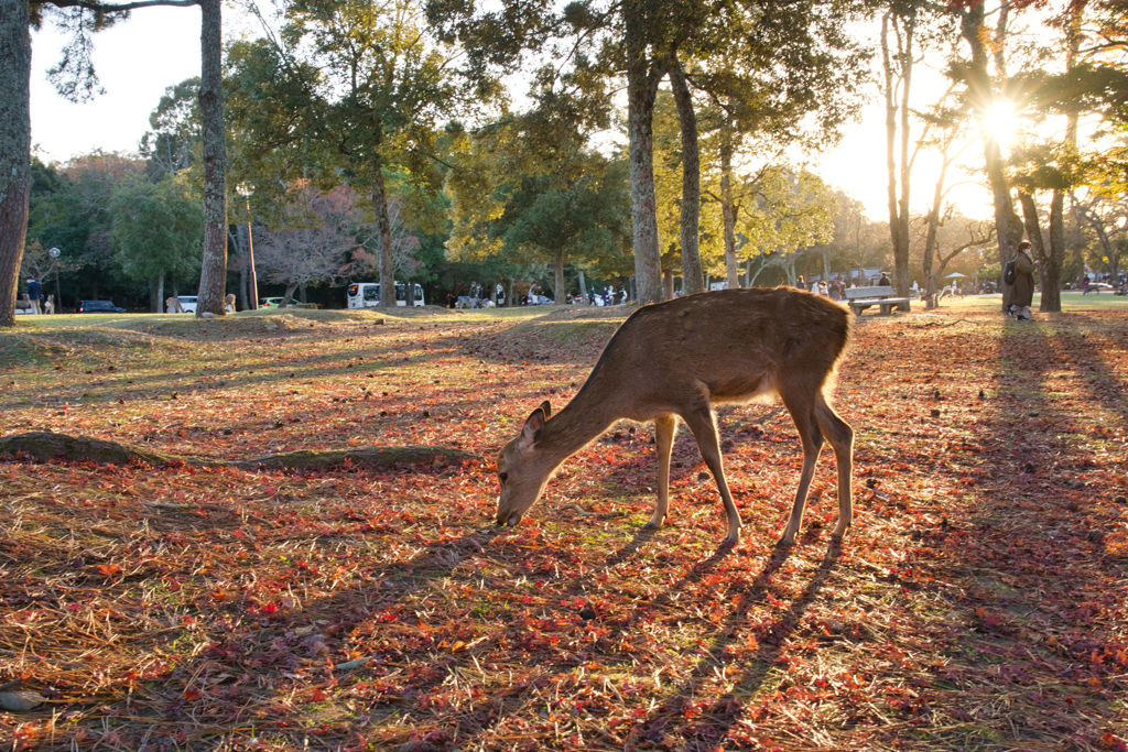 奈良公園アピール写真