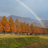 虹のメタセコイヤ並木