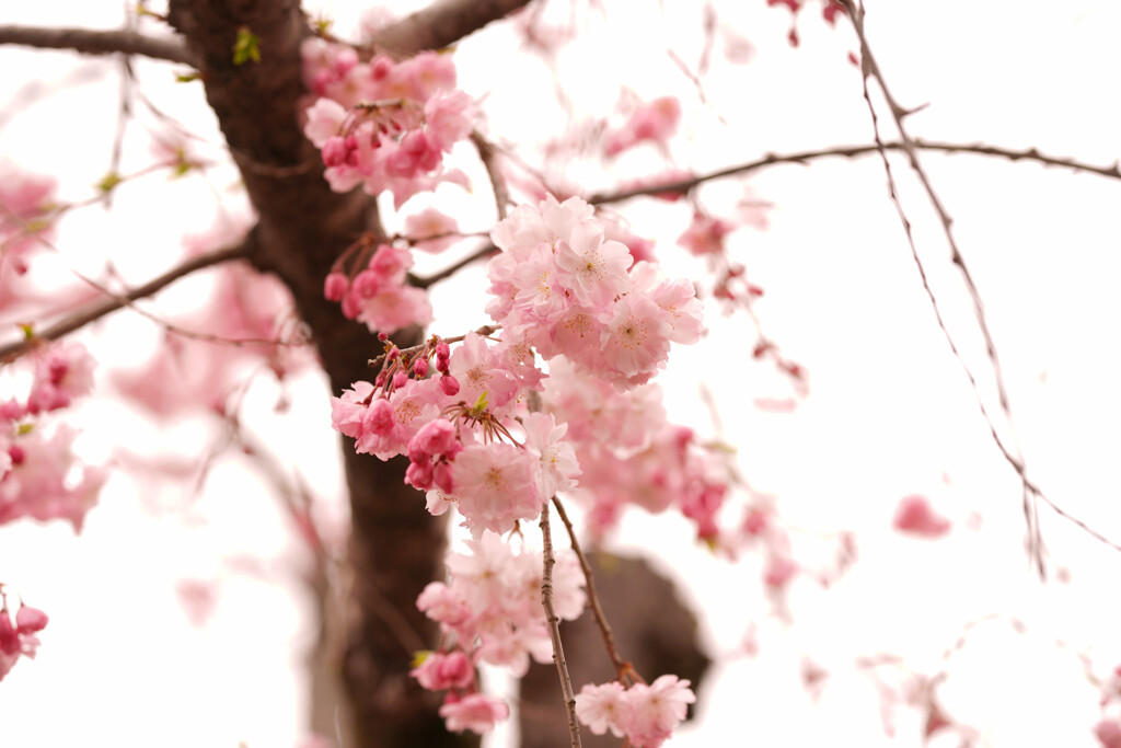 山桜？