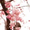 山桜？