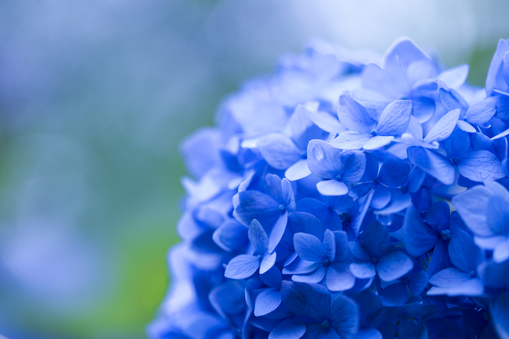 紫陽花
