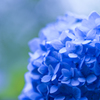 紫陽花