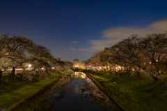 新境川の夜桜