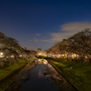 新境川の夜桜