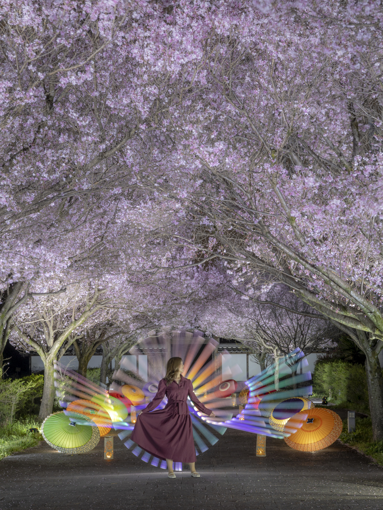 徳山陣屋公園の桜