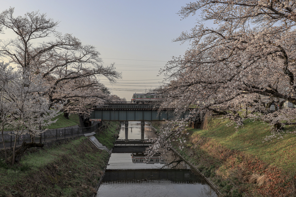 名鉄と桜2