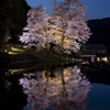 苗代桜