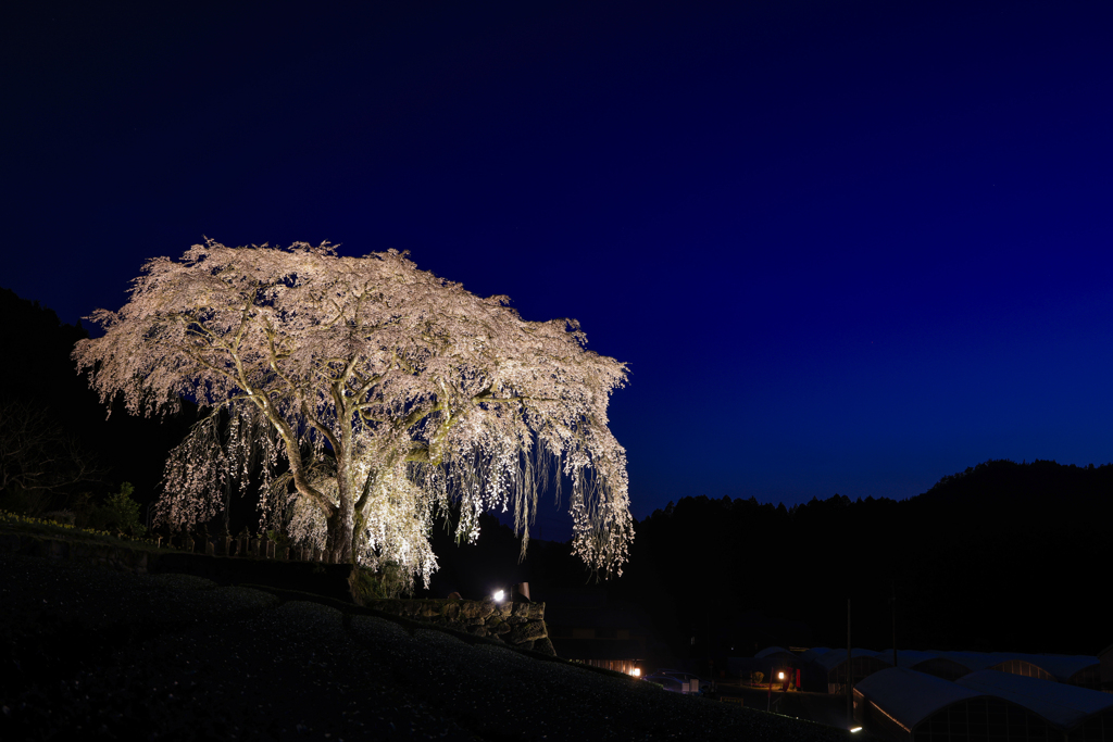 水戸野の枝垂れ桜