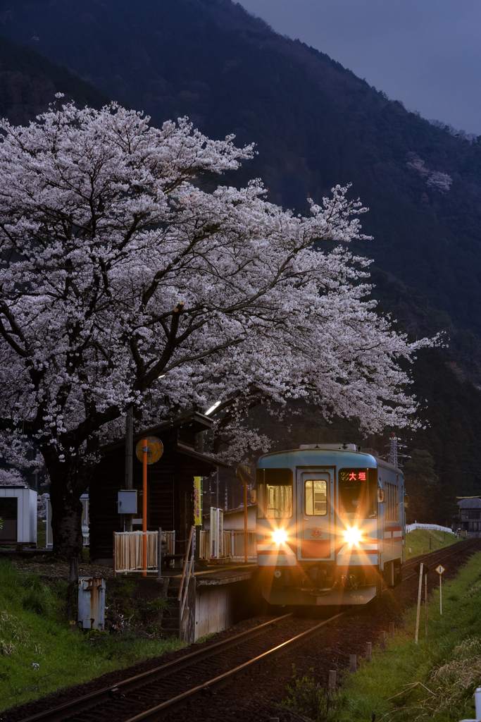 満開の高科駅