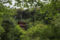 新緑の浄瑠璃寺三重塔