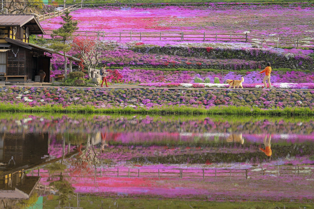 國田家の芝桜