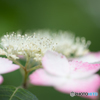 紫陽花4