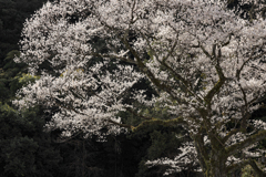 鵜飼桜