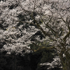 鵜飼桜