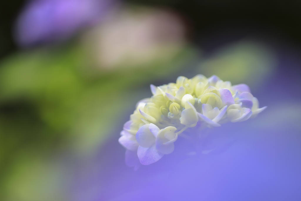 紫陽花2