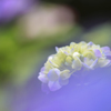 紫陽花2