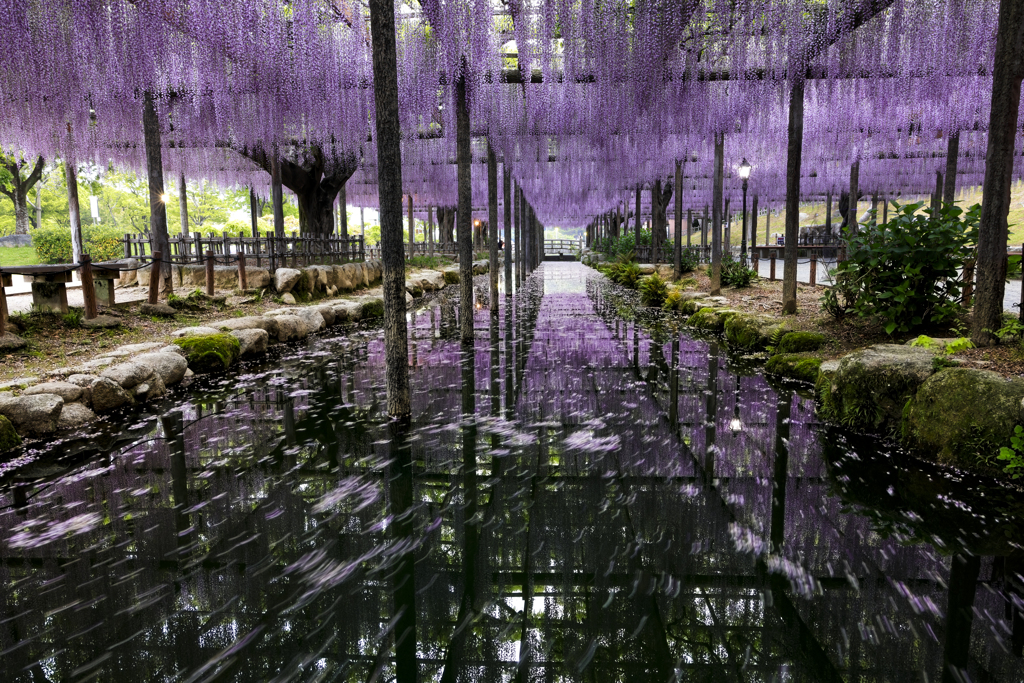 天王川公園の藤棚