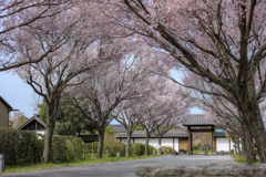 旗本徳山陣屋の桜