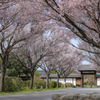 旗本徳山陣屋の桜