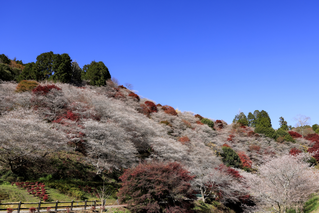 川見四季桜の里