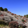 川見四季桜の里