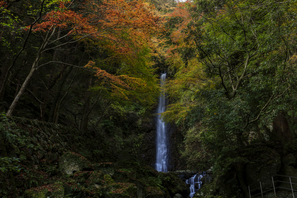 養老の滝