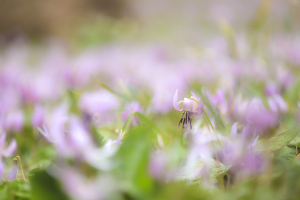 カタクリの花満開
