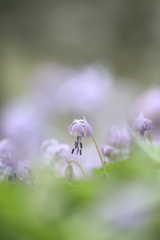 カタクリの花