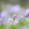 カタクリの花