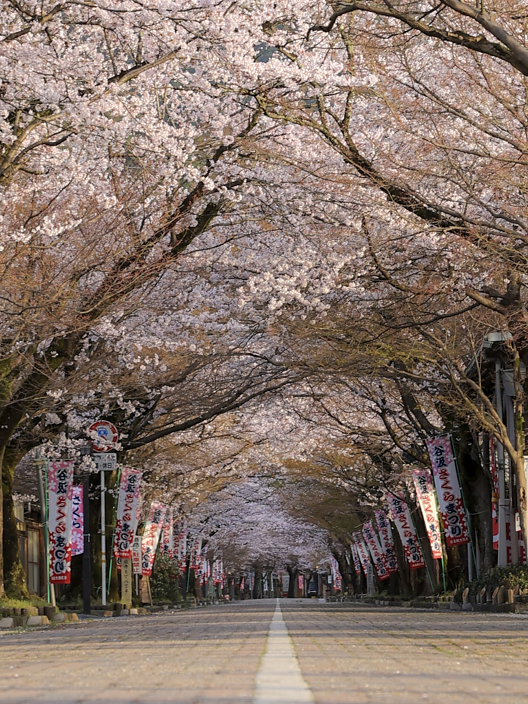 桜のトンネル