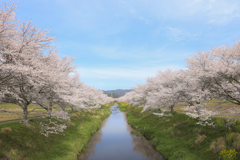 鳥羽川サイクリングロードの桜並木
