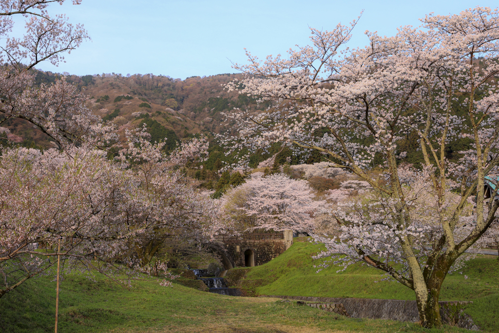 霞間ヶ渓の桜