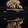 水戸野の枝垂れ桜2