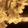 夜桜