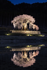 水鏡のしだれ桜