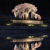 水鏡のしだれ桜