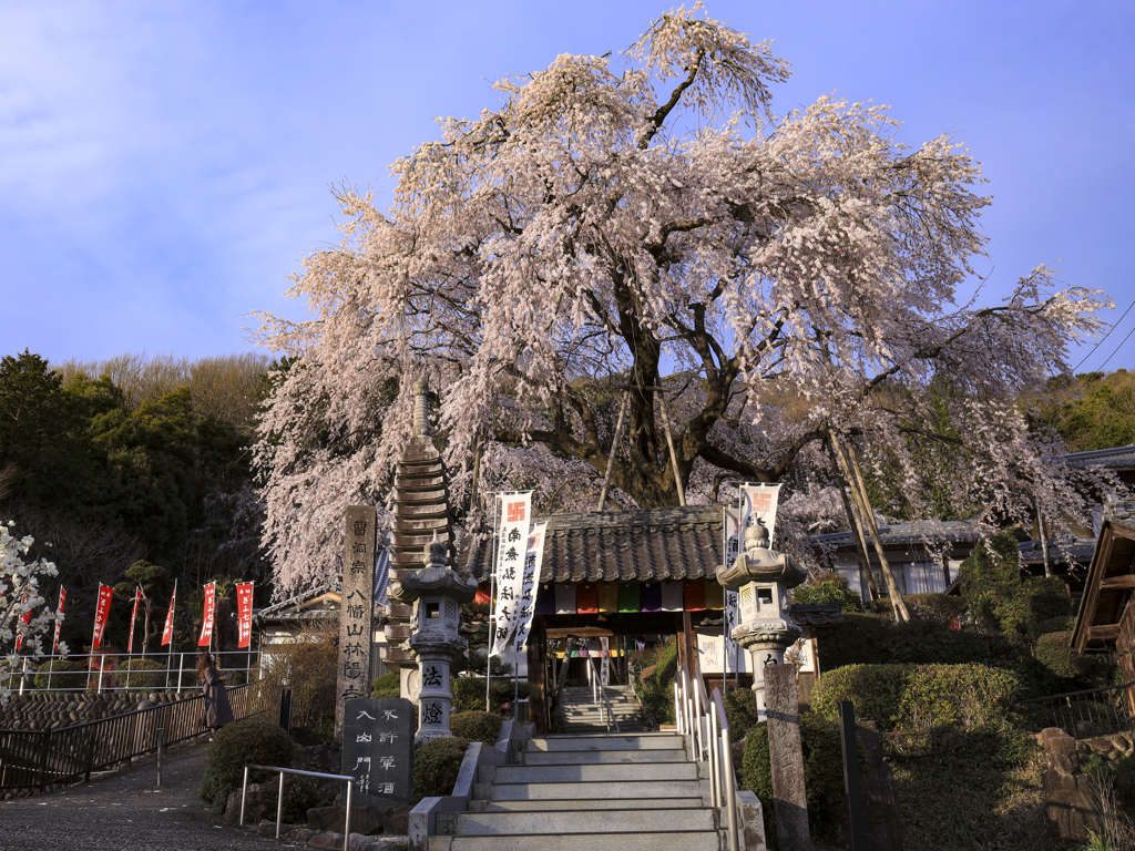 林陽寺のしだれ桜