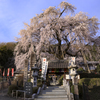 林陽寺のしだれ桜