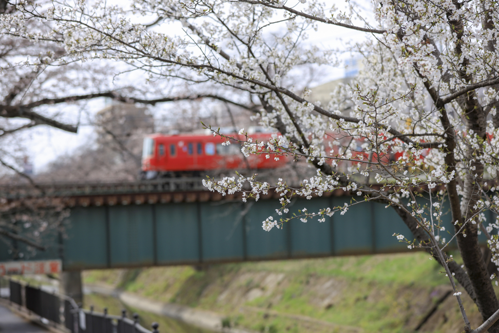 新境川の桜
