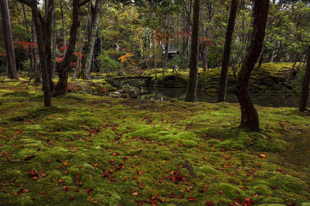 苔寺