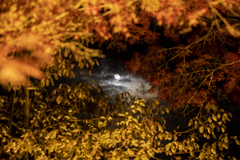 紅葉の隙間から