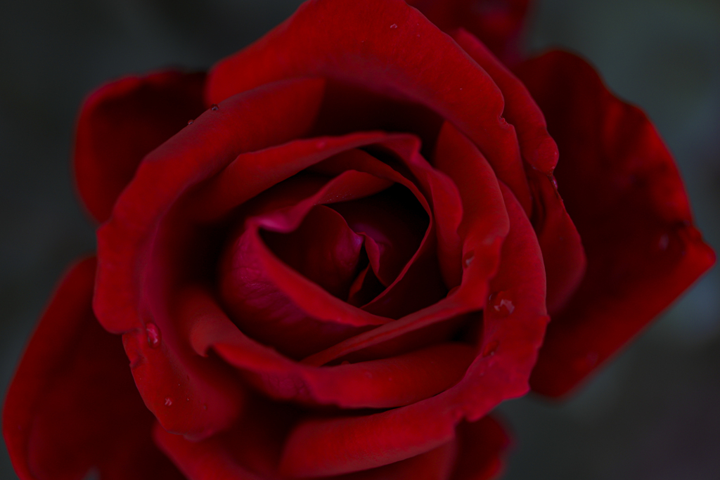 赤い薔薇