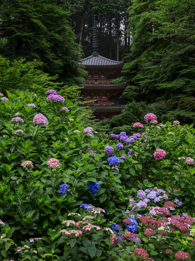 紫陽花寺