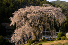 水戸野の枝垂れ桜