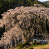 水戸野の枝垂れ桜