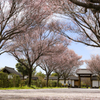 桜絨毯