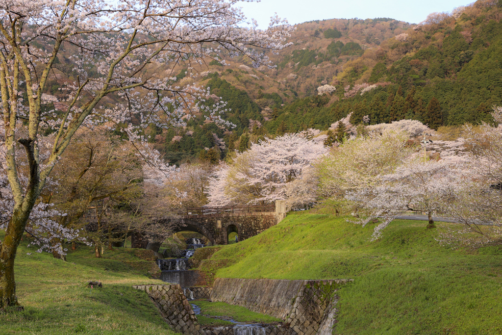 霞間ヶ渓の桜
