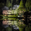宮谷の桜